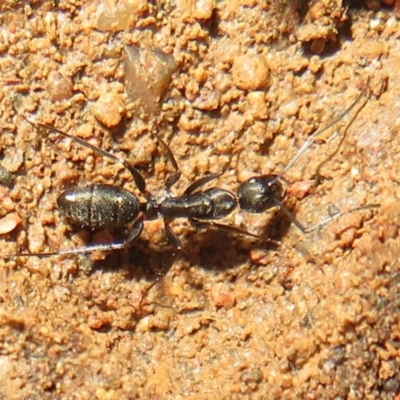 Camponotus sp. (genus) (A sugar ant) at Stromlo, ACT - 3 Jul 2021 by Christine