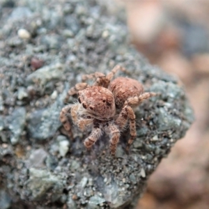 Euophryinae sp. (Rockhopper) undescribed at Coree, ACT - 4 Oct 2019