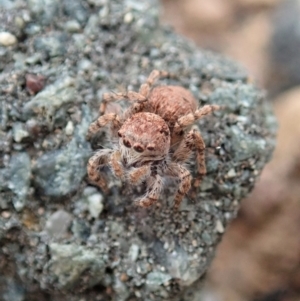 Euophryinae sp. (Rockhopper) undescribed at Coree, ACT - 4 Oct 2019 03:42 PM