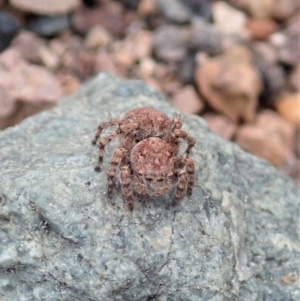 Euophryinae sp. (Rockhopper) undescribed at Coree, ACT - 4 Oct 2019