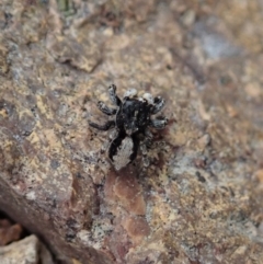 Euophryinae sp. (Rockhopper) undescribed at Coree, ACT - 4 Oct 2019 03:42 PM