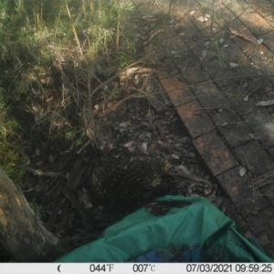 Tachyglossus aculeatus at Greenleigh, NSW - 3 Jul 2021