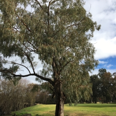 Eucalyptus bridgesiana (Apple Box) at West Wodonga, VIC - 8 Jun 2021 by Alburyconservationcompany