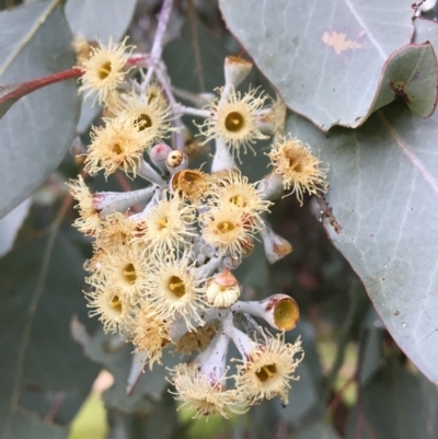 Eucalyptus polyanthemos (Red Box) at West Wodonga, VIC - 8 Jun 2021 by Alburyconservationcompany