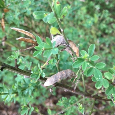 Genista monspessulana (Cape Broom, Montpellier Broom) at West Wodonga, VIC - 8 Jun 2021 by Alburyconservationcompany