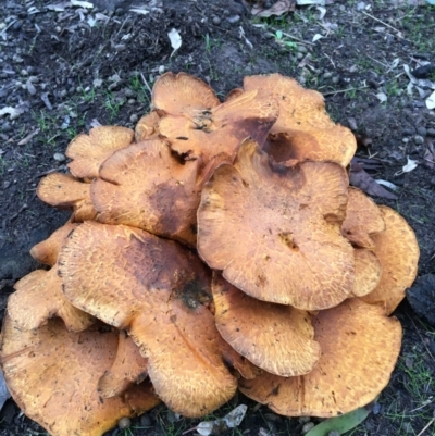 Unidentified Cup or disk - with no 'eggs' at West Wodonga, VIC - 8 Jun 2021 by Alburyconservationcompany