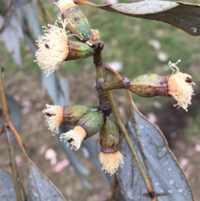 Eucalyptus albens (White Box) at West Wodonga, VIC - 8 Jun 2021 by Alburyconservationcompany