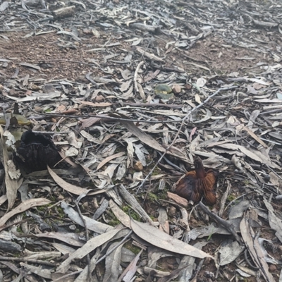 Unidentified Fungus at Uriarra, NSW - 6 Jul 2021 by hughagan