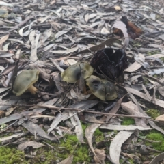 Cortinarius austrovenetus (Green Skinhead) at Uriarra, NSW - 6 Jul 2021 by hughagan