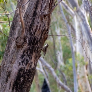 Cormobates leucophaea at Uriarra, NSW - 6 Jul 2021