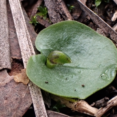 Corysanthes incurva (Slaty Helmet Orchid) by CathB