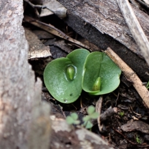 Corysanthes incurva at suppressed - suppressed