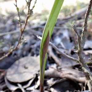 Lyperanthus suaveolens at Aranda, ACT - suppressed