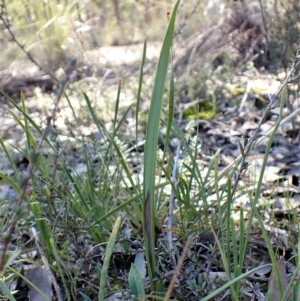 Lyperanthus suaveolens at Aranda, ACT - suppressed