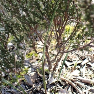 Lyperanthus suaveolens at Aranda, ACT - suppressed