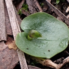 Corysanthes incurva (Slaty Helmet Orchid) at Point 4081 by CathB