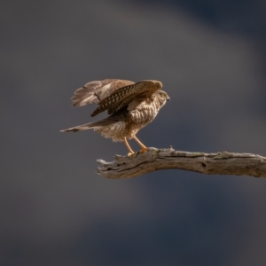 Accipiter cirrocephalus at Royalla, NSW - 3 Jul 2021