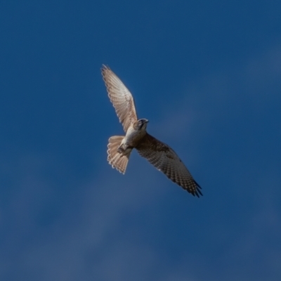 Falco berigora (Brown Falcon) at Tuggeranong DC, ACT - 3 Jul 2021 by trevsci