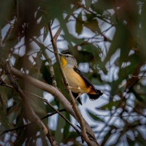 Pardalotus punctatus at Theodore, ACT - 3 Jul 2021