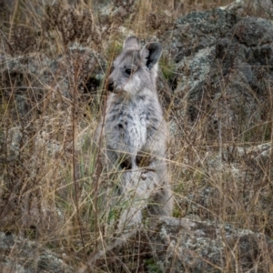 Osphranter robustus at Royalla, NSW - 3 Jul 2021