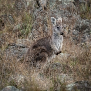 Osphranter robustus at Royalla, NSW - 3 Jul 2021