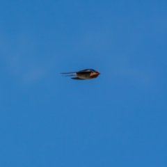 Hirundo neoxena (Welcome Swallow) at Tuggeranong DC, ACT - 3 Jul 2021 by trevsci