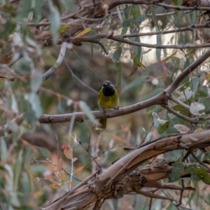 Nesoptilotis leucotis at Theodore, ACT - 3 Jul 2021