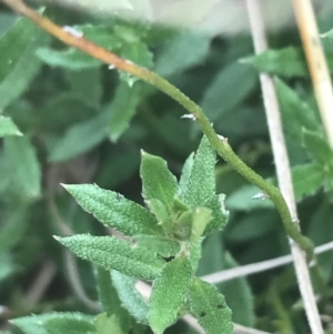 Gonocarpus tetragynus at Garran, ACT - 21 Jun 2021