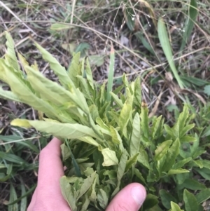 Solanum pseudocapsicum at Hughes, ACT - 21 Jun 2021