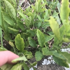 Solanum pseudocapsicum at Hughes, ACT - 21 Jun 2021 01:38 PM