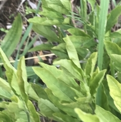 Solanum pseudocapsicum at Hughes, ACT - 21 Jun 2021