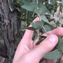 Eucalyptus elata (River Peppermint) at Hughes, ACT - 21 Jun 2021 by Tapirlord