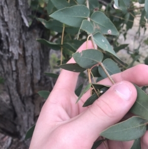 Eucalyptus elata at Hughes, ACT - 21 Jun 2021