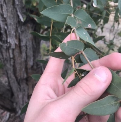 Eucalyptus elata (River Peppermint) at Hughes, ACT - 21 Jun 2021 by Tapirlord