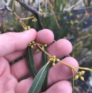 Eucalyptus elata at Hughes, ACT - 21 Jun 2021 01:39 PM