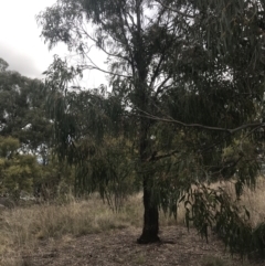 Eucalyptus elata at Hughes, ACT - 21 Jun 2021 01:39 PM