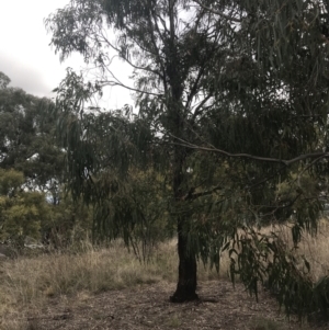 Eucalyptus elata at Hughes, ACT - 21 Jun 2021