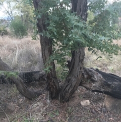 Eucalyptus elata at Hughes, ACT - 21 Jun 2021 01:39 PM