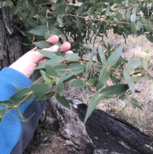 Eucalyptus elata at Hughes, ACT - 21 Jun 2021