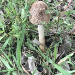 Macrolepiota clelandii (Macrolepiota clelandii) at Garran, ACT - 21 Jun 2021 by Tapirlord