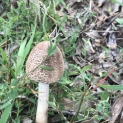 Macrolepiota clelandii at Garran, ACT - 21 Jun 2021 01:53 PM