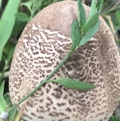 Macrolepiota clelandii at Garran, ACT - 21 Jun 2021