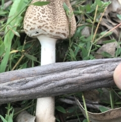 Macrolepiota clelandii at Garran, ACT - 21 Jun 2021