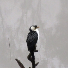 Microcarbo melanoleucos (Little Pied Cormorant) at The Pinnacle - 6 Jul 2021 by sangio7