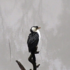 Microcarbo melanoleucos (Little Pied Cormorant) at Holt, ACT - 6 Jul 2021 by sangio7