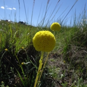 Craspedia variabilis at Bobundara, NSW - 14 Nov 2020