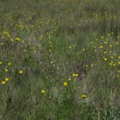 Craspedia variabilis at Bobundara, NSW - 14 Nov 2020