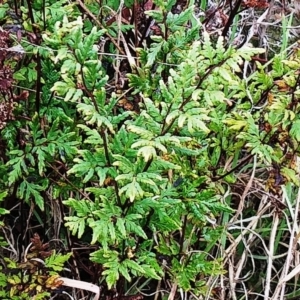 Cheilanthes sieberi at Holt, ACT - 6 Jul 2021