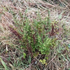 Cheilanthes sieberi at Holt, ACT - 6 Jul 2021