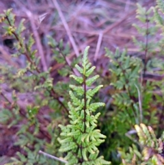 Cheilanthes sieberi at Holt, ACT - 6 Jul 2021